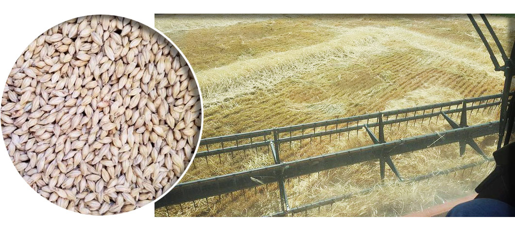 Sinagua Malt Barley harvest
