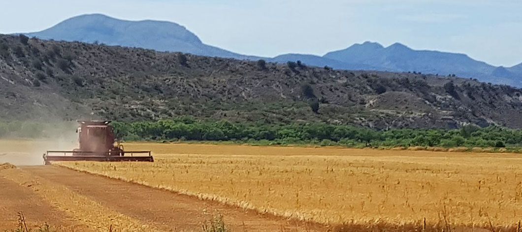 Sinagua Malt's first harvest at Shield's Ranch, Arizona