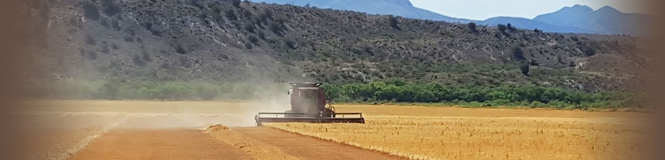 Sinagua Malt's barley harvest at the Shield's Ranch, Arizona