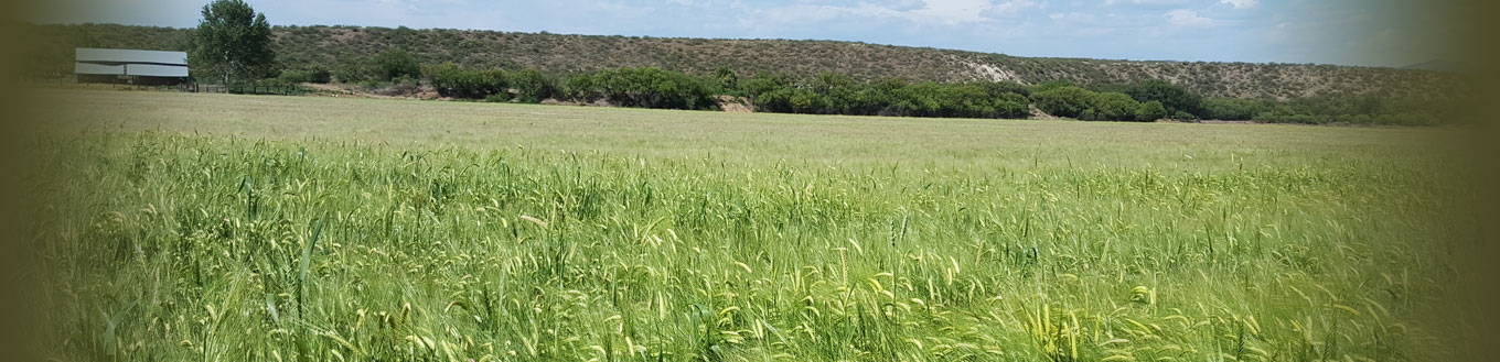 Shields Ranch Barley Field